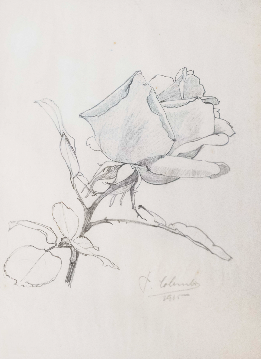 Colombi Plinio, Rose, 1239
